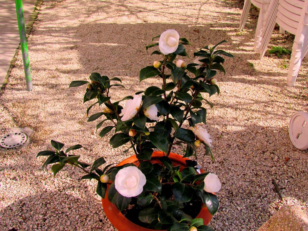 Villa Maria Bed & Breakfast, Corridonia, Marche Exterior foto