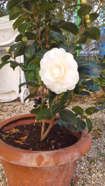 Villa Maria Bed & Breakfast, Corridonia, Marche Exterior foto